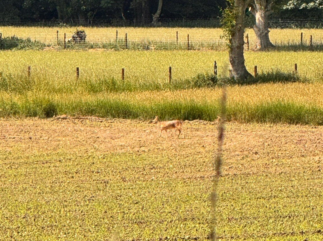 Wheatfen Nature Reserve Surlingham-诺威奇必去景点