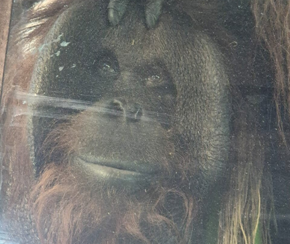 Buin Zoo-Buin必去景点