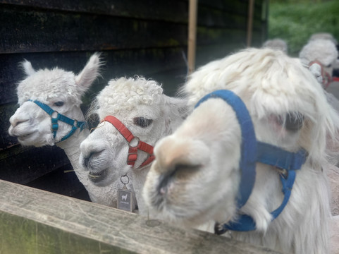 Oakmere Alpacas-Oakmere必去景点