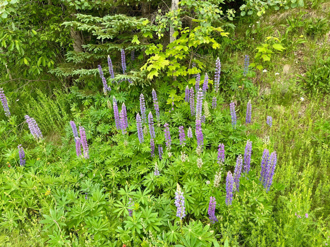 Attean Overlook-Jackman必去景点