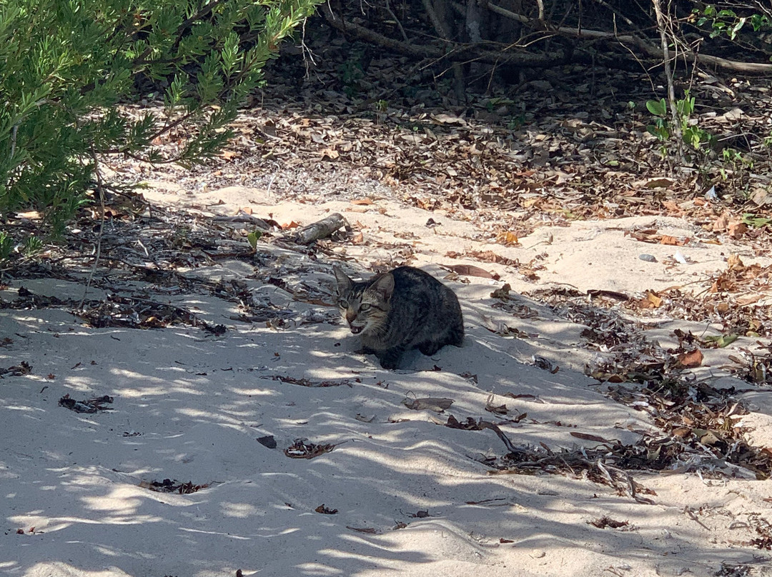 Playa Caracas-维切克岛必去景点