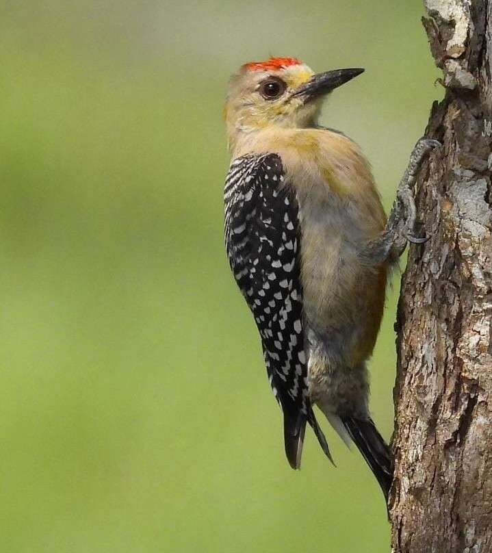 Finca Temática Cafetera Las Mercedes主图
