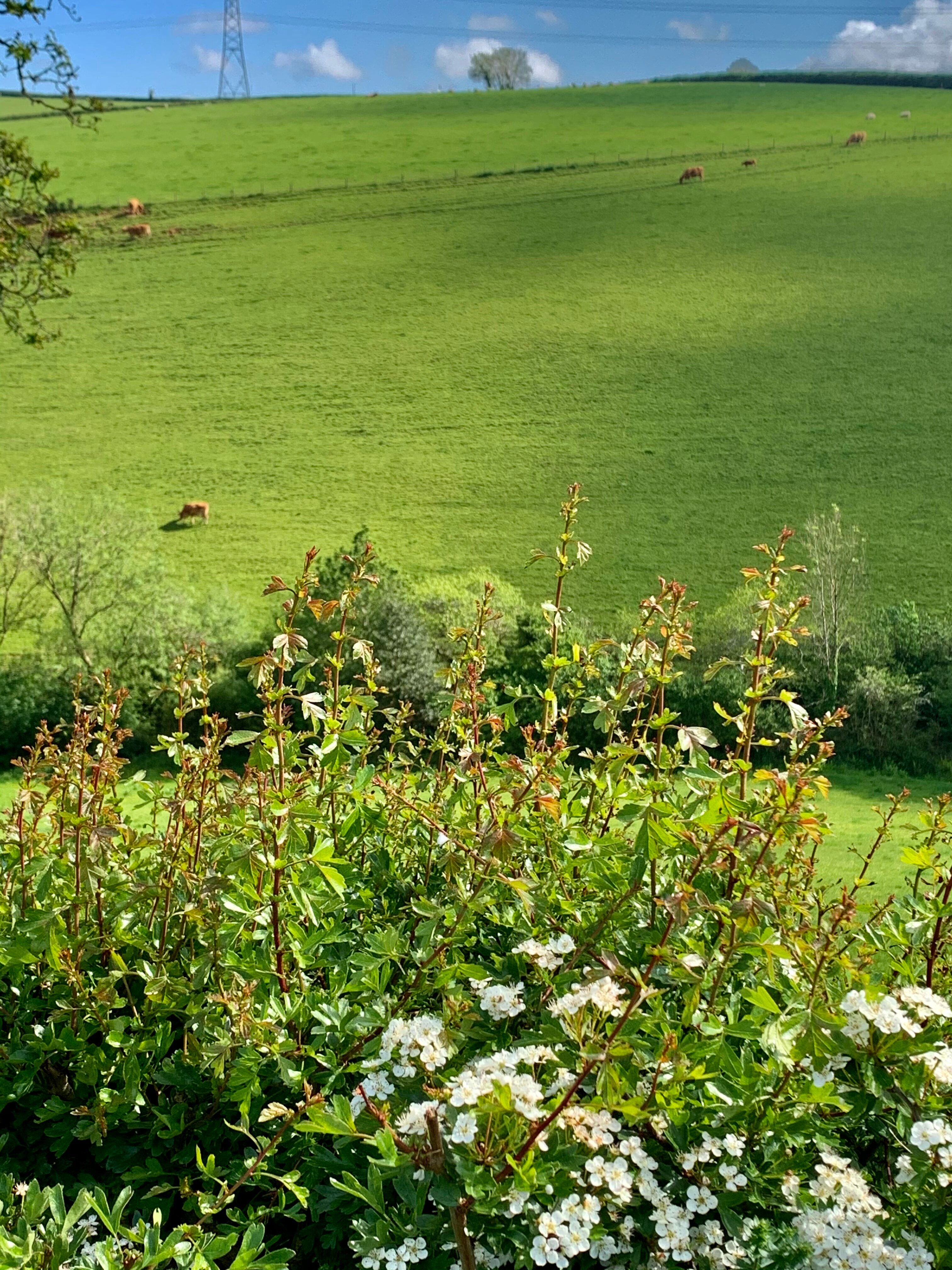 Tregondale Manor Farm-官方