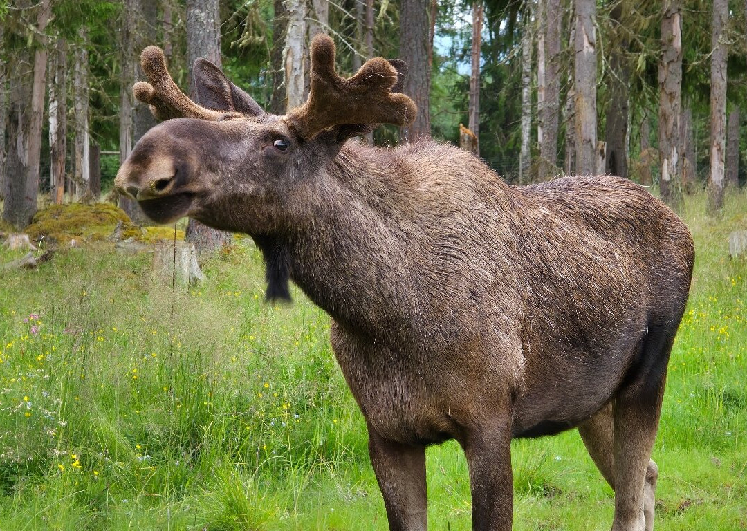 Varmlands Moose Park-Eksharad必去景点
