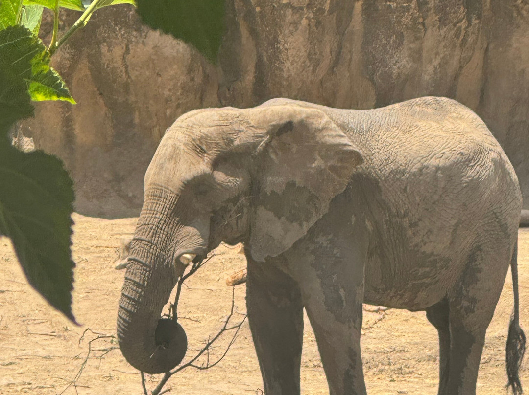 达拉斯动物园-达拉斯必去景点