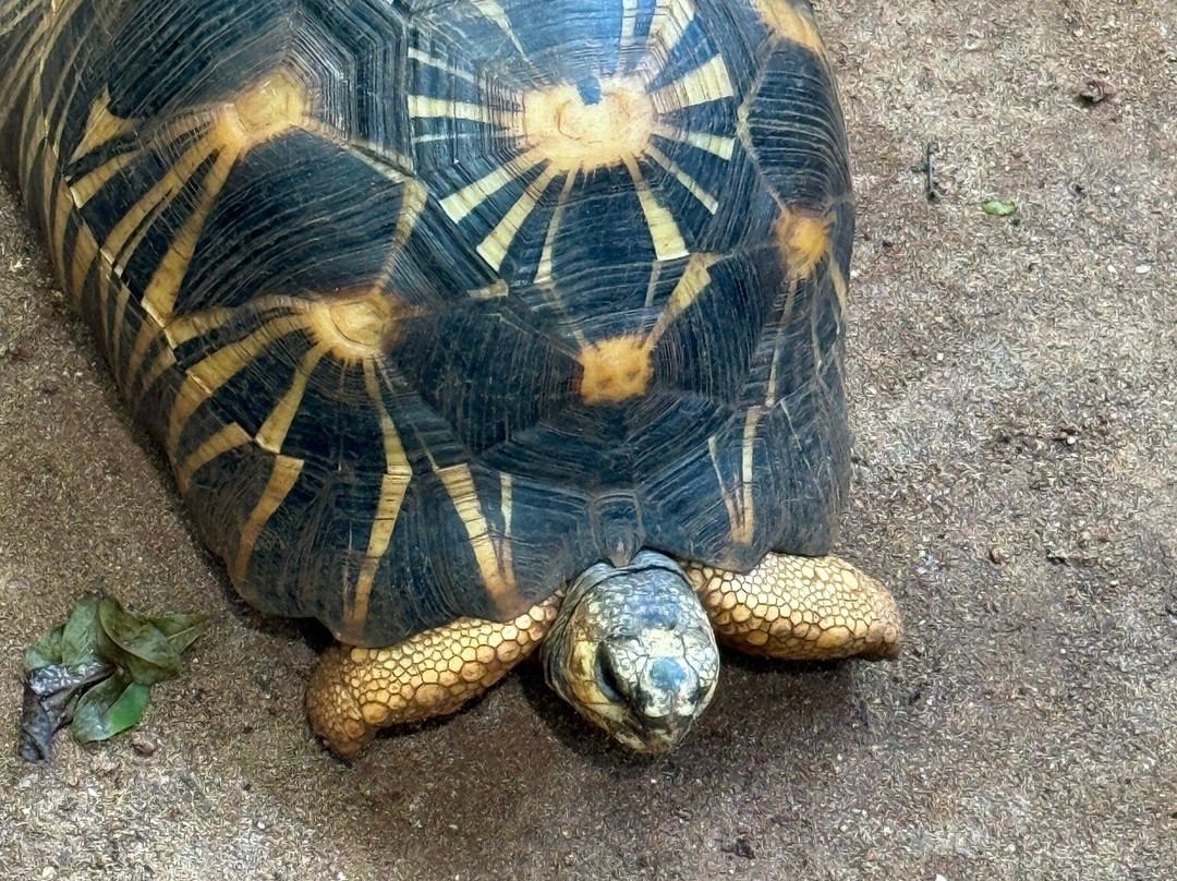 Mnarani Marine Turtles Conservation Pond-孥归必去景点