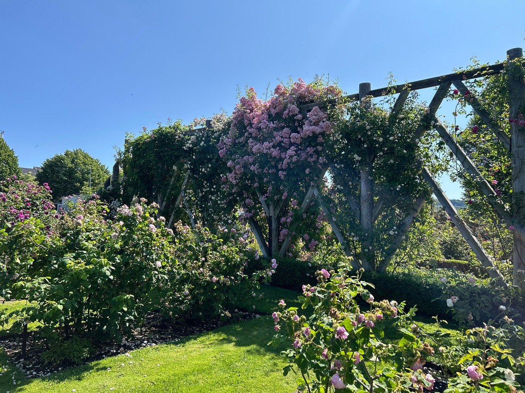 Rosenlunds Rosarium-延雪平必去景点