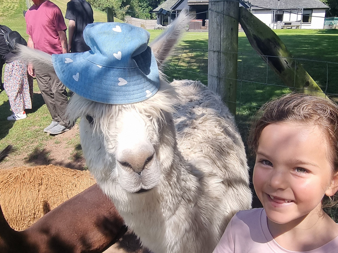 David’s Hill Alpacas-Arbroath必去景点