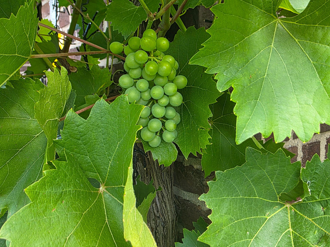 Wijnsafari In De Maasvallei-Kinrooi必去景点