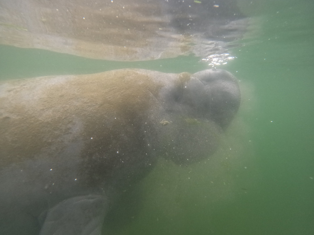 Go Local Manatee Tours-克里斯特尔里弗必去景点