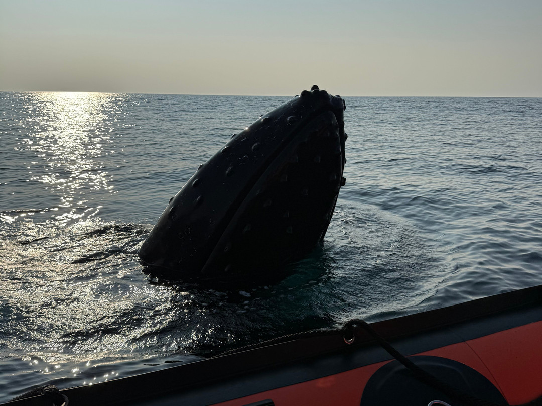 Discovery Sea Adventures-Bonavista必去景点