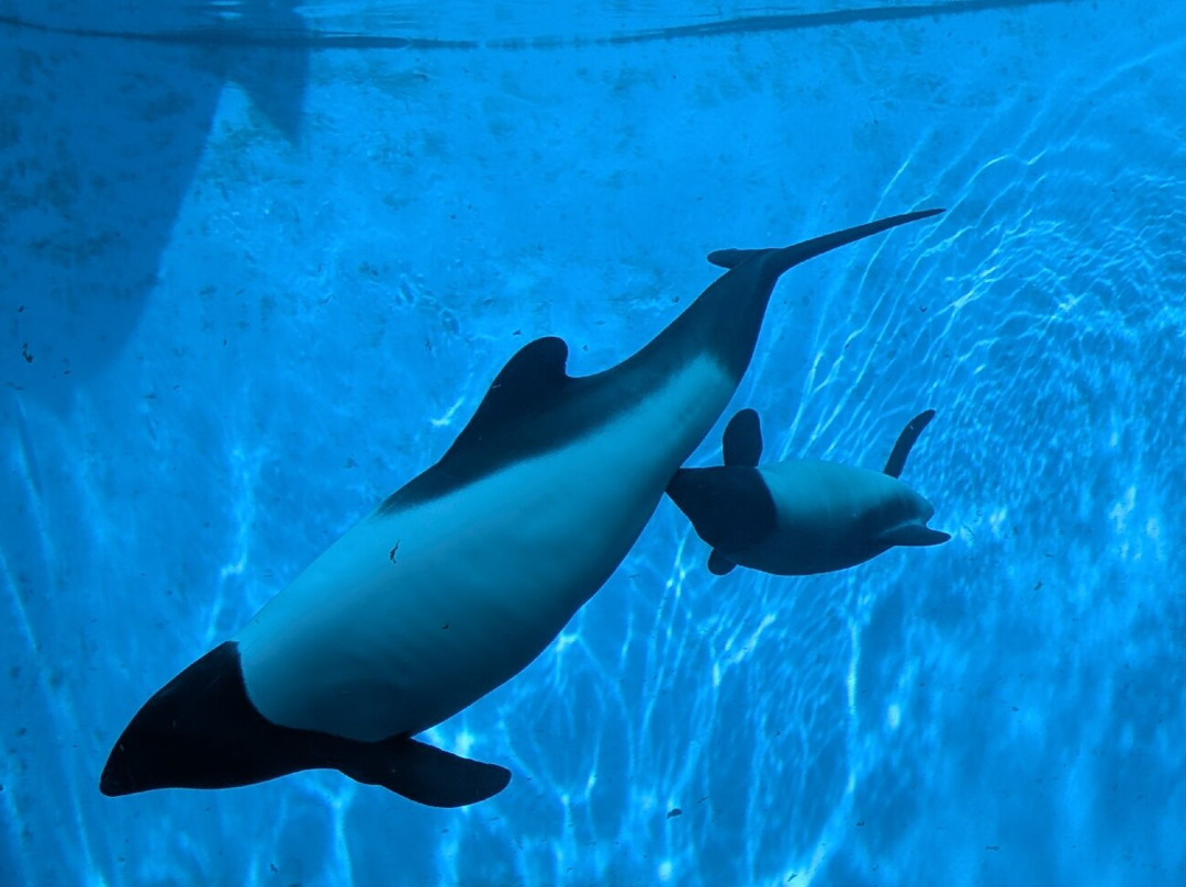 Sendai Uminomori Aquarium-仙台市必去景点