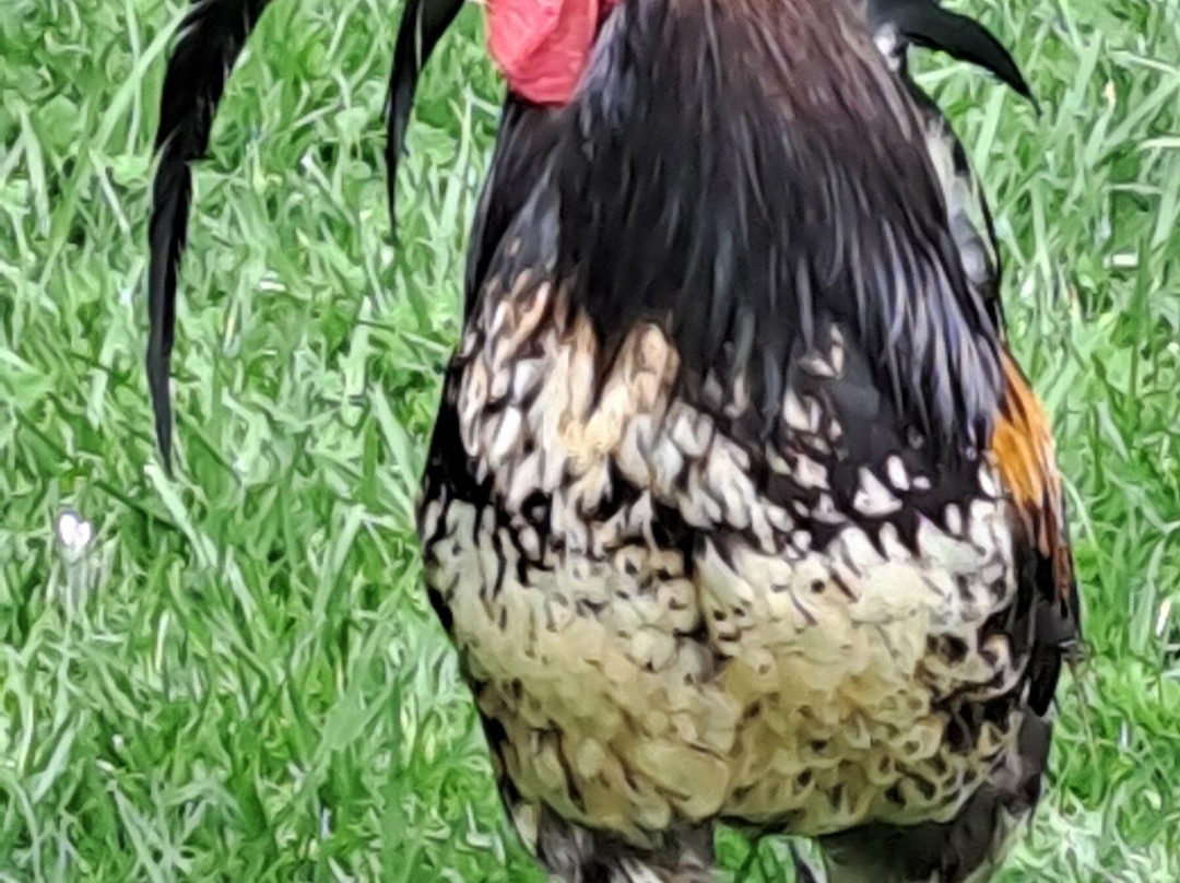 Jardim da Quinta da Alagoa-卡卡维卢斯必去景点