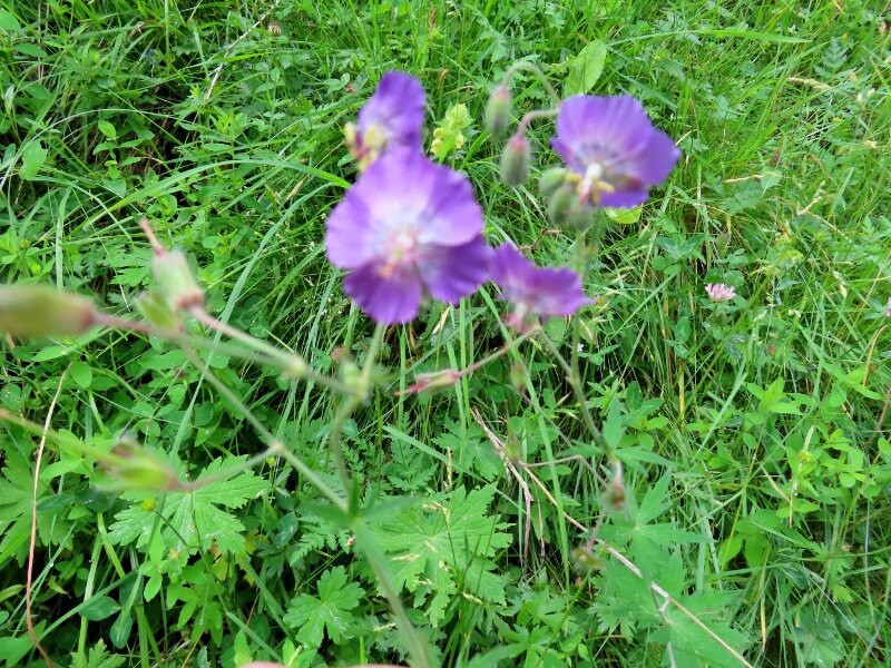 Monte Migogn-罗卡皮耶托雷必去景点