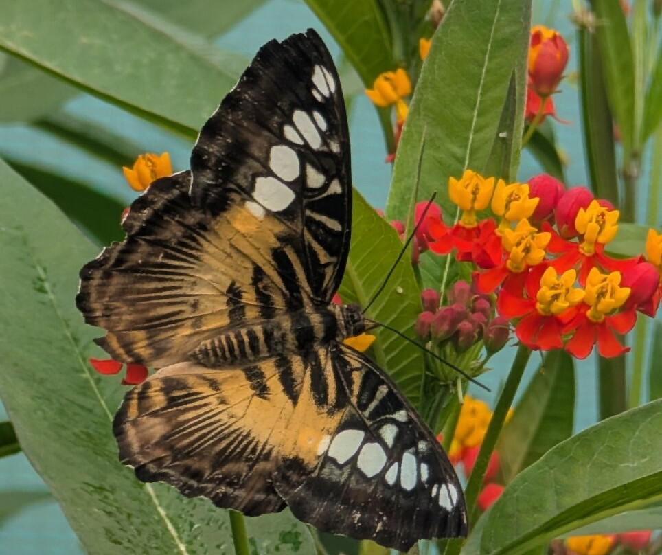 Guys Butterfly House-St Hilary必去景点