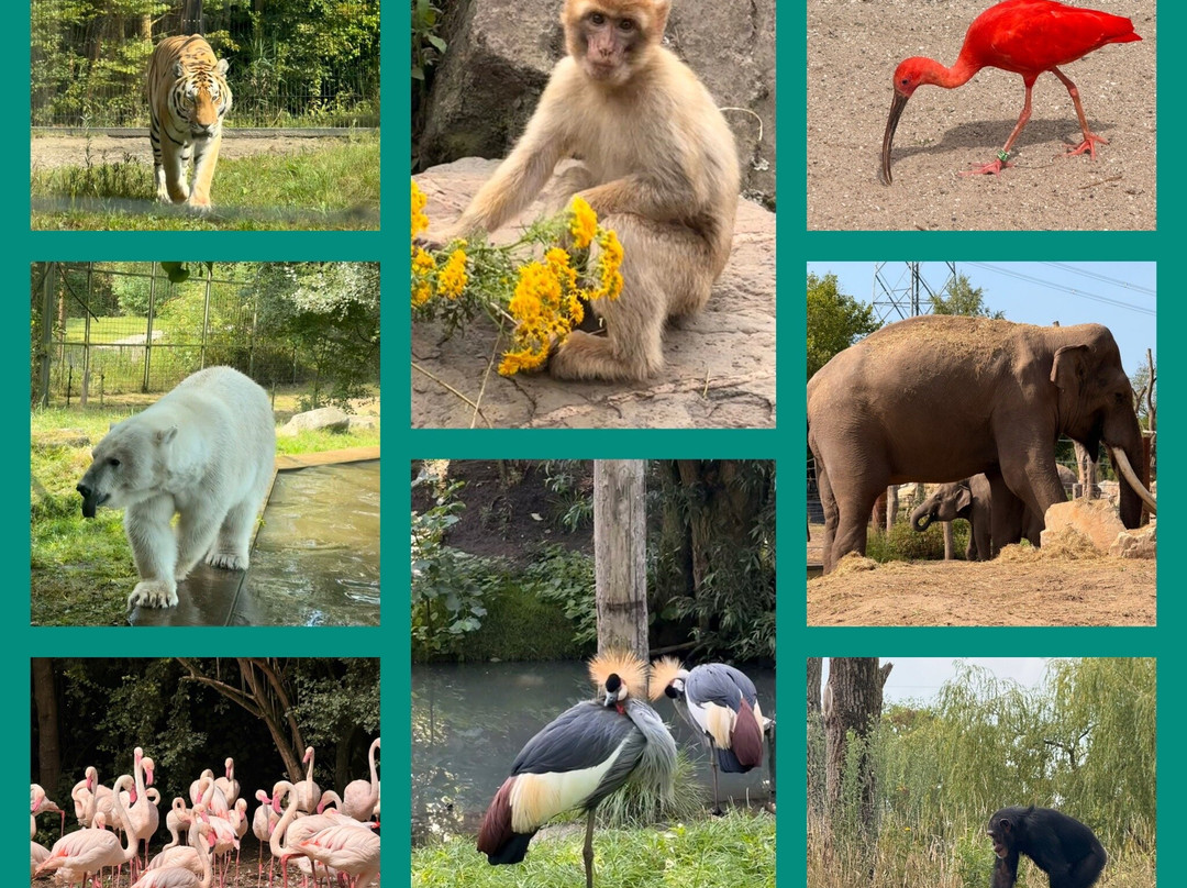 Eindhoven Zoo-纽南必去景点
