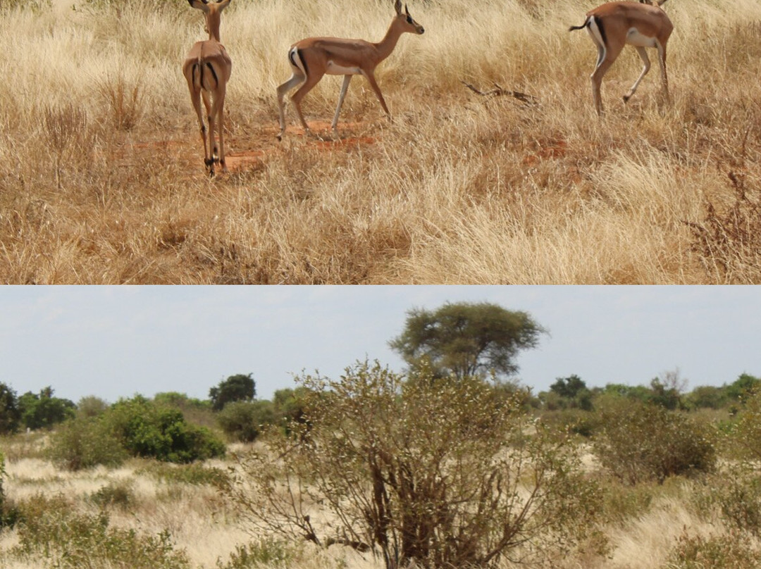 Scopri il Kenya con Nicholas-瓦塔木必去景点