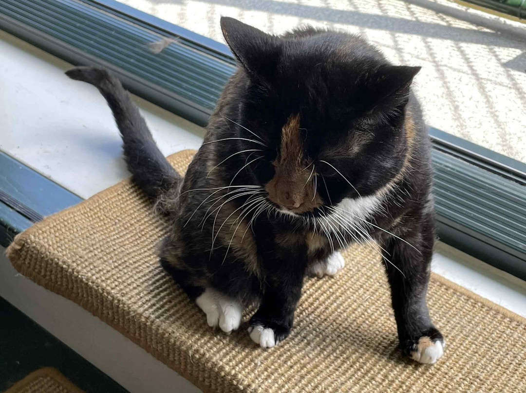 De Poezenboot-阿姆斯特丹必去景点