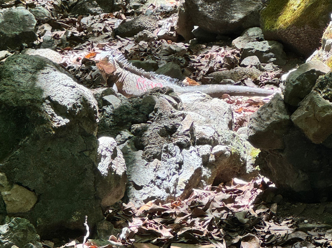 Madinina Kayaks-Le Robert必去景点