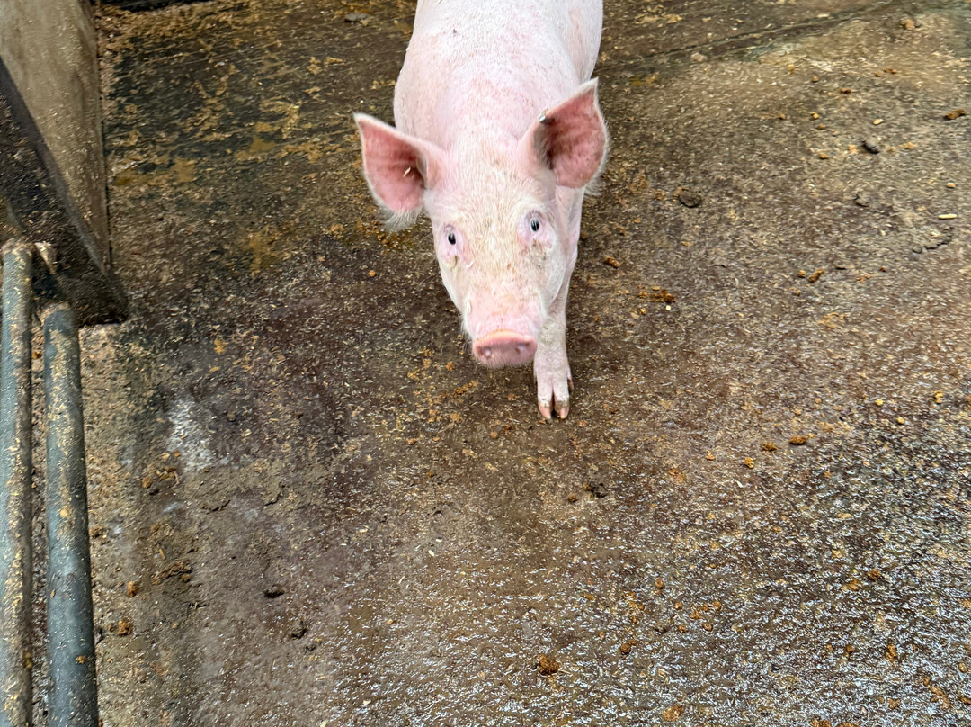 Lakeland Maze Farm Park-肯德尔必去景点