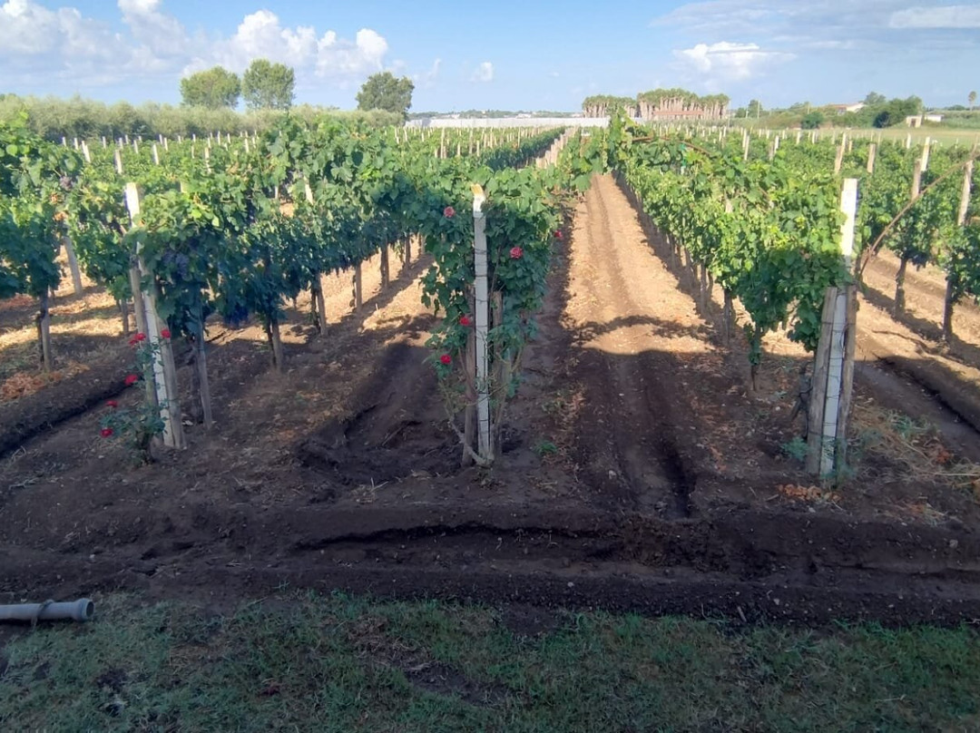 B&B Vigna Di Filippo主图