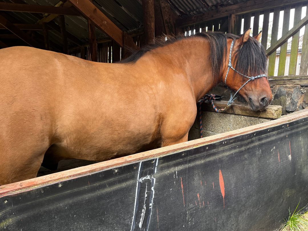 Lunga Riding Stables-Lochgilphead必去景点