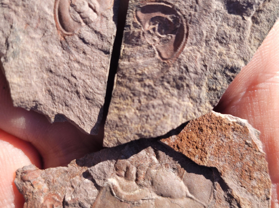 Oak Springs Trilobite Area-Caliente必去景点