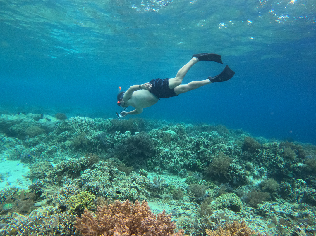 Menjangan Trip Snorkeling & Diving-Pejarakan必去景点