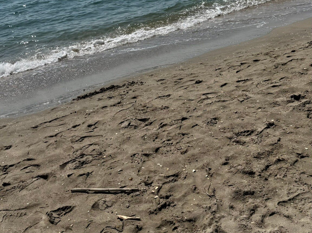 Baleine Beach-赛特必去景点