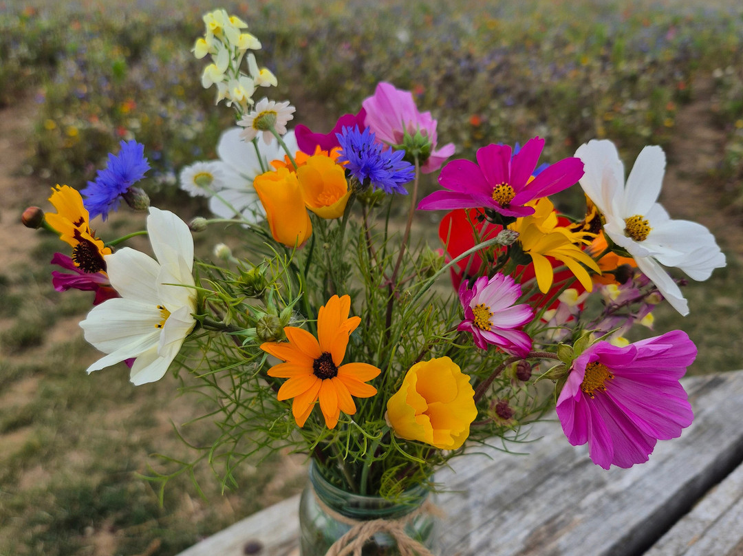 The Flower Belt-赫尔姆斯利必去景点