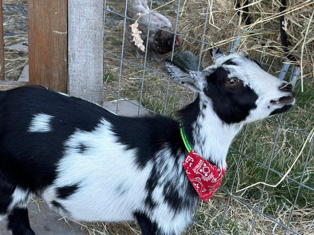 Fisherwood farm-Robertsbridge必去景点