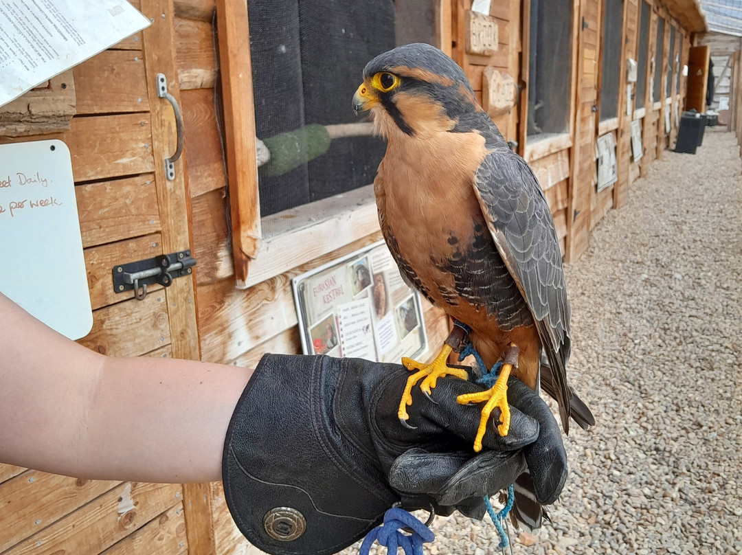 Coda Falconry-豪恩斯洛必去景点