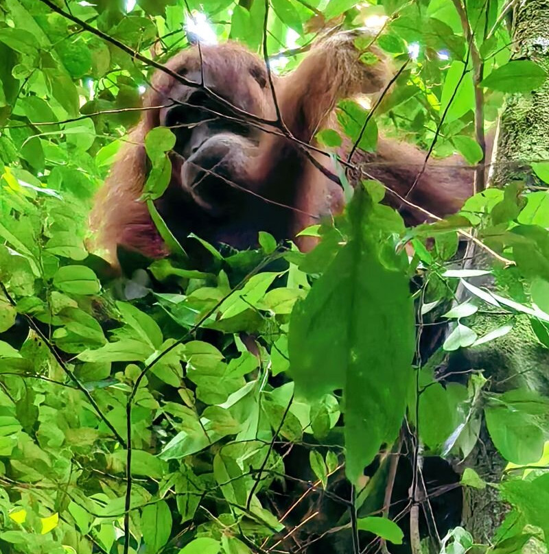 Sumatra Cheeky Monkeys主图