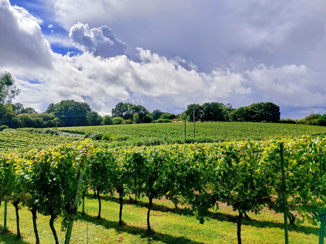 English Oak Vineyard-Lytchett Matravers必去景点