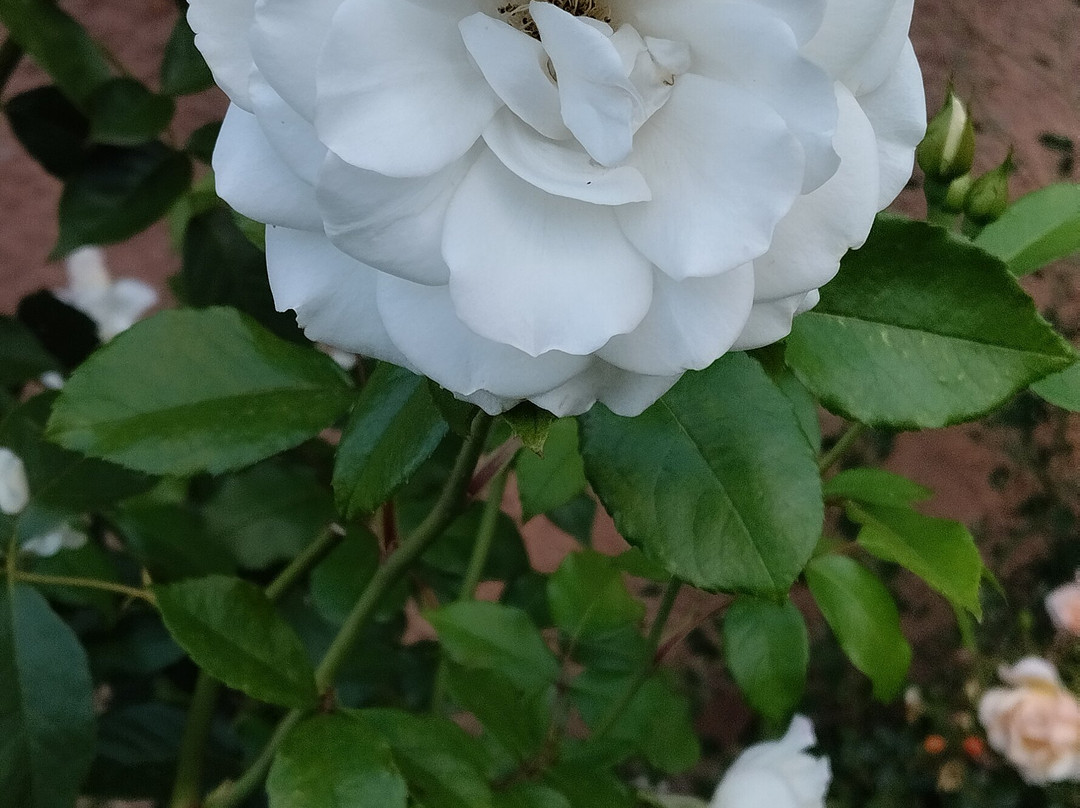 Eco Park Hotel Azalea主图