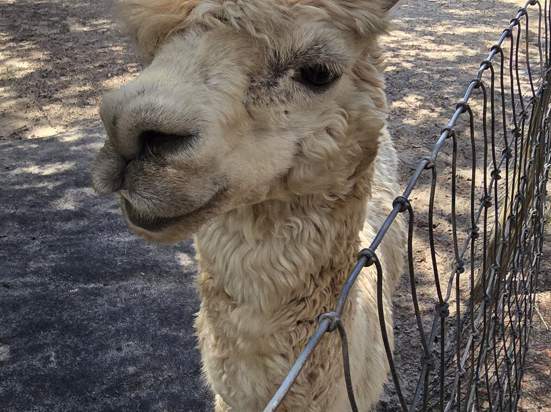 LunaSea Alpaca Farm-Ferndale必去景点