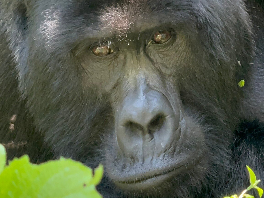 New Horizon Africa Safaris-吉佳利必去景点