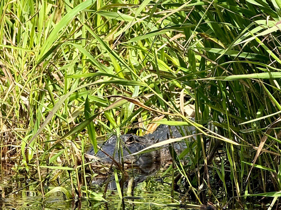 Coastal Kayak Touring Company-Duck必去景点