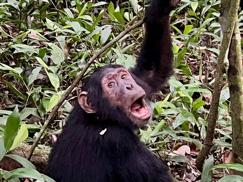 Econest Tim Tours & Safaris-坎帕拉必去景点