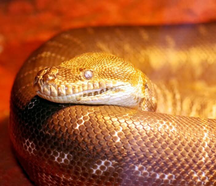 Armadale Reptile Centre-Armadale必去景点