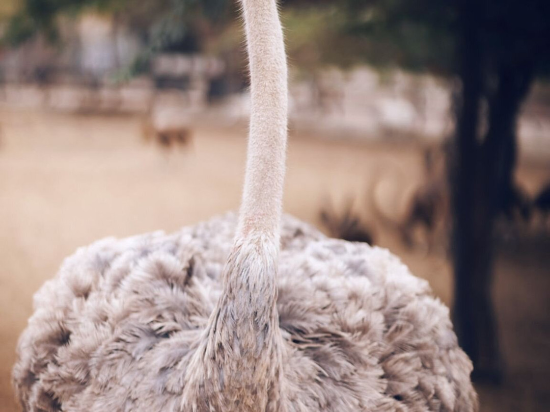 Desert Day at the Jack Joseph and Morton Mandel Zoo-贝尔谢巴必去景点