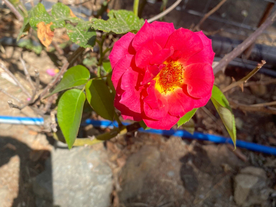 Maravel Garden-Spili必去景点