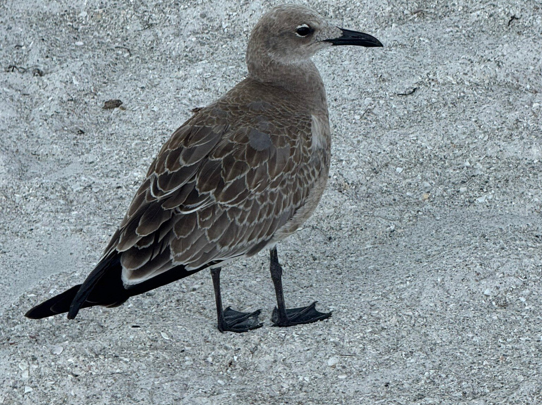 Indian Rocks Beach Access-Indian Rocks Beach必去景点