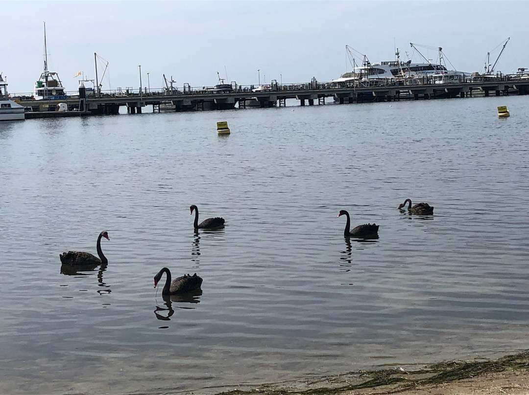 Port Phillip Ferries-墨尔本必去景点