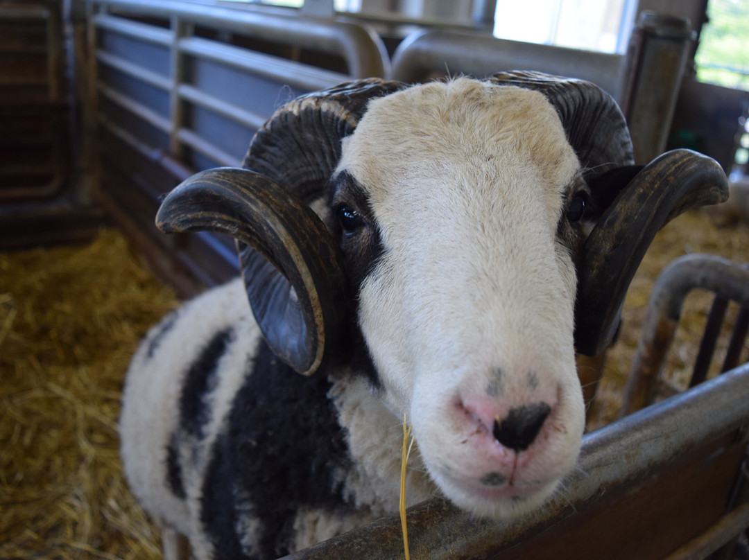 World Sheep Museum-士别市必去景点