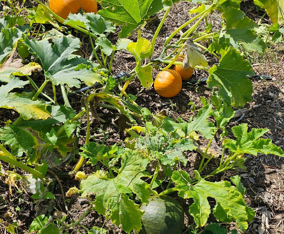 Quinn Farm-Notre-Dame-de-l'Ile-Perrot必去景点