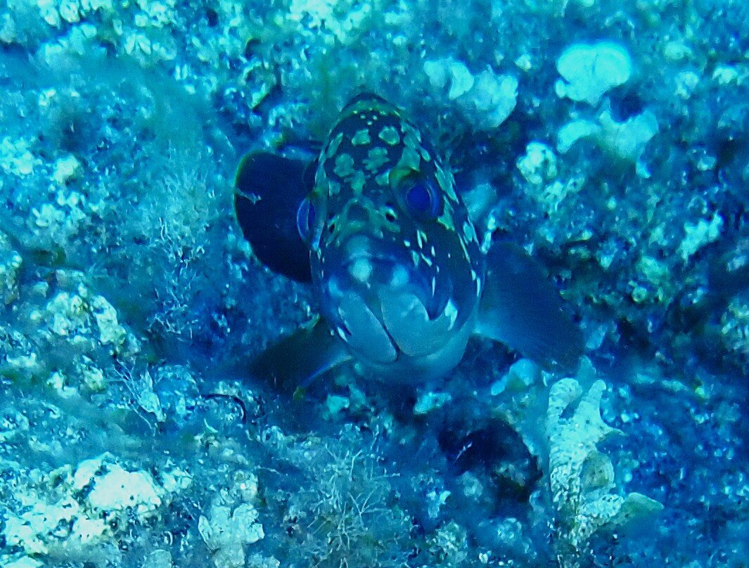 Lustrica diving-Ustica必去景点