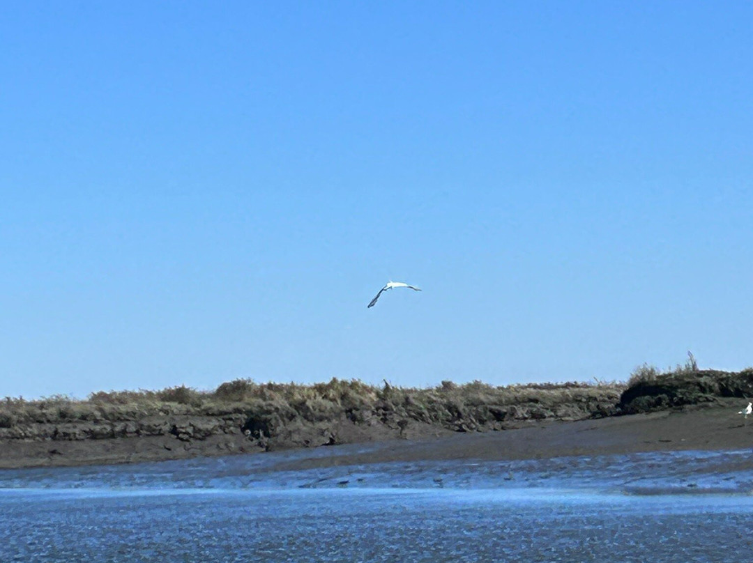 Sterna - Aveiro Ria Tours & Birdwatching-阿威罗必去景点