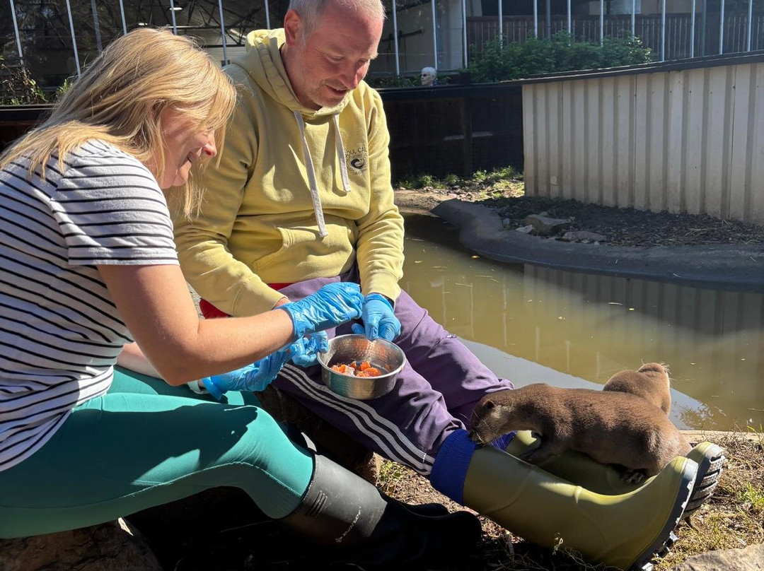 Buckfast Butterfly Farm And Dartmoor Otter Sanctuary-Buckfastleigh必去景点