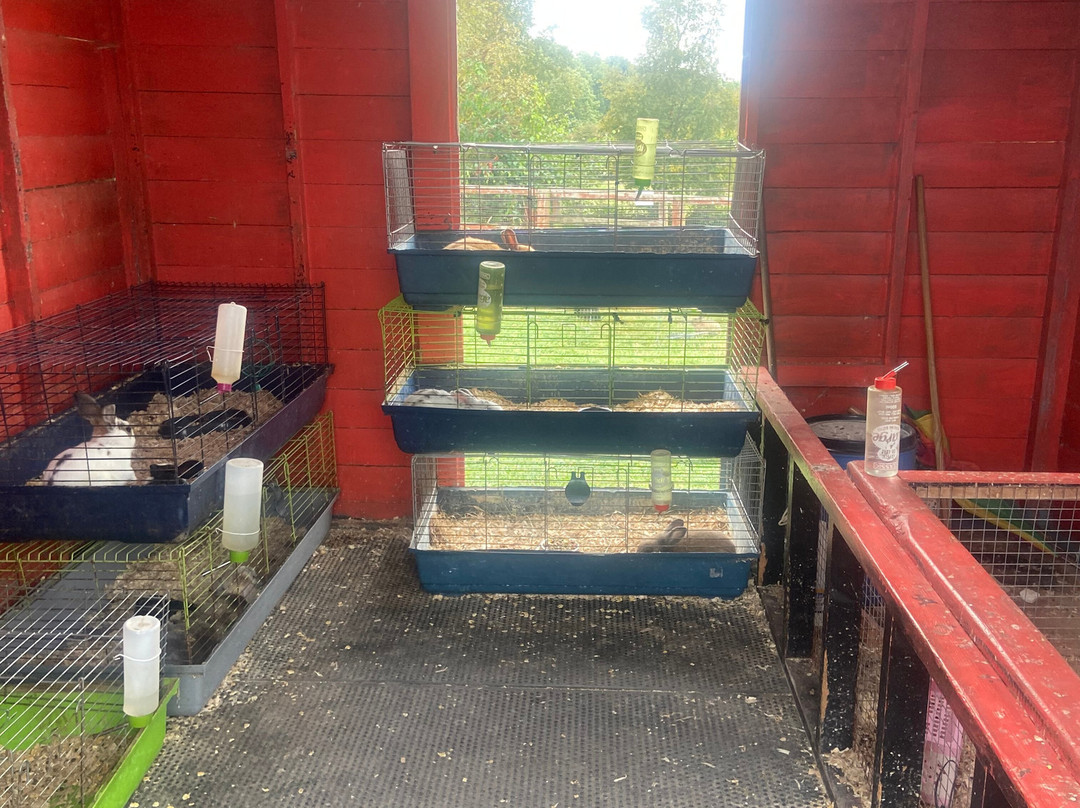 Mollie Moo's Pet Farm-Mullingar必去景点